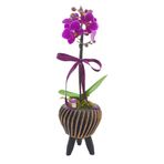 çiçekseli Ayaklı Tırtıklı Beton Saksıda Mini Mor Orkide & Hediye Dekoratif Canlı Bitki Çiçek 30 Cm