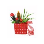 çiçekseli Bom Bom Kaktüs Bahçesi & Kırmızı Puantiyeli Saksıda Aloe Vera Dayanıklı Bitki Canli Cicek
