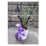 çiçekseli Canlı Lavanta Kokulu Bitki Seramik Saksıda & Hediye Çiçek Aromatik Bitki Salon Cicegi