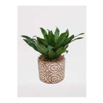 çiçekseli Dracena Compacta Canlı Bitki Dekoratif Beton Saksıda & Salon Bitkisi Ic Mekan Bitkileri