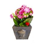 çiçekseli Kalanchoe Canlı Bitki Atatürk Büstü Beton Saksıda & Çiçekli Bitki & Hediye Salon Cicekleri