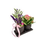 çiçekseli Kokulu Bitki Canlı Lavanta Ve Kalanchoe Set Beton Saksıda & Hediye Çiçek Aromatik Salon Bitkisi