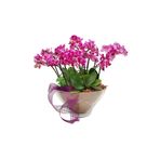 çiçekseli Lal Serisi Mini Phalaenopsis Orkideler & Cam Kasede Orkide Çiçeği Canlı Bitki Hediye Aranjman Çiçek