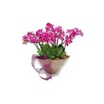 çiçekseli Lal Serisi Mini Phalaenopsis Orkideler & Cam Kasede Orkide Çiçeği Canlı Bitki Hediye Aranjman Çiçek