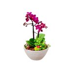 çiçekseli Lotus Orkide & Beyaz Kase Beton Saksıda Orkide Çiçeği Hediye İç Mekan Bitkileri Mini Mor Orkide