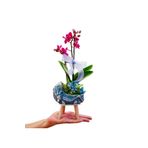 çiçekseli Mavi Beşik Beton Saksıda Mini Mor Orkide &phalaenopsis Erkek Bebek Hediyesi