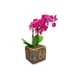 çiçekseli Mini Mor Orkide Ithal Kare Seramik California Baskılı Saksıda Canlı Bitki Hediye &25-30cm