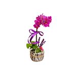 çiçekseli Mini Mor Orkide Phalaenopsis Excellent & Hediye Çiçek Dekoratif Canlı Bitki Iç Mekan Bitkileri