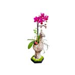 çiçekseli Mini Mor Orkide Zürafa Handmade Seramik Saksıda Iç Mekan Bitkileri Canlı Çiçek 20-25 Cm