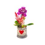 çiçekseli Mini Phalaenopsis Orkide & Queen Flower & Ithal Orkide Canli Saksi Cicekleri Çiçekli Bitki