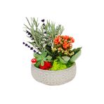 çiçekseli Minimalist Design Serisi Mini Garden & Midi Papatya Saksıda Kalanchoe Lavanta Sukulent Canlı Çiçek