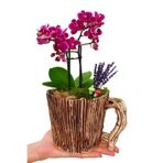 çiçekseli Phalaenopsis Orkide Seramik Ağaç Kütüğü Görünümlü Saksıda Tasarım& Hediye Canlı Bitki & 20-25 Cm