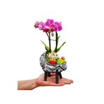 çiçekseli Vintage Beşik Beton Saksıda Mini Mor Orkide Bebek Hediyesi Canlı Çiçek Dekor 15-20 Cm