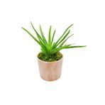 çiçekseli Vintage Seramik Saksıda Aloe Vera &iç Mekan Bitkisi &hediye Bitki & Ev Salon Ofis Bitkisi & 20-25 Cm