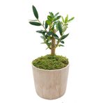 çiçekseli Vintage Seramik Saksıda Zeytin Bonsai & Bonsai Ağacı & Hediyelik Canlı Çiçek & 20-25 Cm