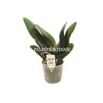 Çiçeksiz Orkide Fidesi (12 cm Saksıda)