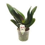 Çiçeksiz Orkide Fidesi (19cm Saksıda Dev Boy)