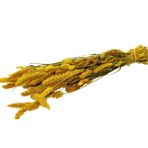 Cici Kuru Çiçek Kurutulmuş Seterya Demeti Sarı