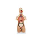 Çift Cinsiyetli Insan Anatomi Maketi - Insan Organ Maketi - 55cm, 20 Parçalı