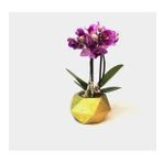 Çift Dal Mini Mor Orkide & Altın Mini Geometrik Beton Saksıda Hediyelik Canlı Çiçek BALFLOWERDESİGN-2278