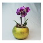 Çift Dal Mini Mor Orkide & Altın Venüs Beton Saksıda Hediyelik Canlı Çiçek BALFLOWERDESİGN-2880