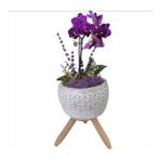 Çift Dal Mini Mor Orkide & Beyaz Bers Ayaklı Beton Saksıda Hediyelik Canlı Çiçek BALFLOWERDESİGN-2881