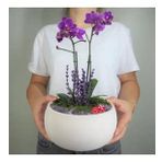 Çift Dal Mini Mor Orkide & Beyaz Capo Beton Saksıda Hediyelik Canlı Çiçek BALFLOWERDESİGN-2885