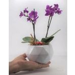Çift Dal Mini Mor Orkide & Beyaz Geometrik Beton Saksıda Hediyelik Canlı Çiçek BALFLOWERDESİGN-2287