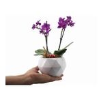 Çift Dal Mini Mor Orkide & Beyaz Geometrik Beton Saksıda Hediyelik Canlı Çiçek BALFLOWERDESİGN-2887