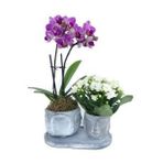 Çift Dal Mini Mor Orkide & Beyaz Kalanşo & Eskitme Face Beton Saksıda Hediyelik Canlı Çiçek BALFLOWERDESİGN-2890