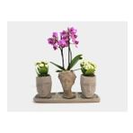 Çift Dal Mini Mor Orkide & Beyaz Kalanşo Kalanchoe & Gri Helen Ve Vision Beton Saksıda Canlı Çiçek BALFLOWERDESİGN-2895