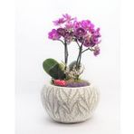 Çift Dal Mini Mor Orkide & Beyaz Vane Beton Saksıda Hediyelik Canlı Çiçek BALFLOWERDESİGN-2298