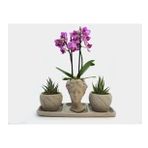 Çift Dal Mini Mor Orkide Çiçek & Haworthia Sukulent & Gri Helen And Curve Beton Saksı BALFLOWERDESİGN-2382