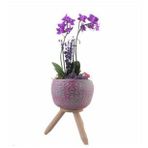 Çift Dal Mini Mor Orkide & Fuşya Bers Ayaklı Beton Saksıda Hediyelik Canlı Çiçek BALFLOWERDESİGN-2900
