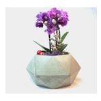 Çift Dal Mini Mor Orkide & Gri Geometrik Beton Saksıda Hediyelik Canlı Çiçek BALFLOWERDESİGN-2901