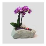 Çift Dal Mini Mor Orkide & Gri Rock Beton Saksıda Hediyelik Canlı Çiçek BALFLOWERDESİGN-2765