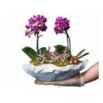 Çift Dal Mini Mor Orkide & Gri Roda Beton Saksıda Hediyelik Canlı Çiçek BALFLOWERDESİGN-2309