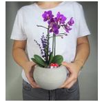Çift Dal Mini Mor Orkide & Gri Venüs Beton Saksıda Hediyelik Canlı Çiçek BALFLOWERDESİGN-2310