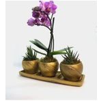 Çift Dal Mini Mor Orkide & Haworthia Sukulent & Altın Trio Curve Beton Saksıda Hediyelik Canlı Çiçek BALFLOWERDESİGN-2909