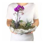 Çift Dal Mini Mor Orkide & Haworthia Sukulent & Gri Roda Beton Saksıda Hediyelik Canlı Çiçek BALFLOWERDESİGN-2312