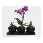 Çift Dal Mini Mor Orkide & Haworthia Sukulent & Siyah Trio Curve Beton Saksıda Hediyelik Canlı Çiçek BALFLOWERDESİGN-2313