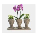 Çift Dal Mini Mor Orkide & Kalanchoe & Gri Trio Helen Beton Saksıda Hediyelik Canlı Çiçek BALFLOWERDESİGN-2913