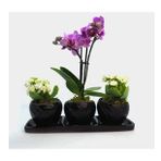Çift Dal Mini Mor Orkide & Kalanchoe & Siyah Trio Curve Beton Saksıda Hediyelik Canlı Çiçek BALFLOWERDESİGN-2914