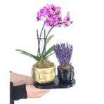 Çift Dal Mini Mor Orkide & Kokulu Lavanta & Altın Siyah Face Beton Saksıda Hediyelik Canlı Çiçek BALFLOWERDESİGN-2915