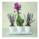 Çift Dal Mini Mor Orkide & Kokulu Lavanta & Beyaz Trio Mood Beton Saksıda Canlı Çiçek BALFLOWERDESİGN-2322