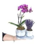 Çift Dal Mini Mor Orkide & Kokulu Lavanta & Eskitme Face Beton Saksıda Hediyelik Canlı Çiçek BALFLOWERDESİGN-2324