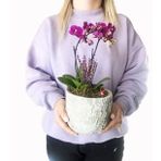 Çift Dal Mini Mor Orkide & Kokulu Lavanta & Eskitme Remz Odun Beton Saksıda Hediyelik Canlı Çiçek BALFLOWERDESİGN-2767