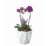 Çift Dal Mini Mor Orkide & Kokulu Lavanta & Eskitme Wood Moss Beton Saksıda Canlı Çiçek BALFLOWERDESİGN-2922