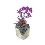 Çift Dal Mini Mor Orkide & Kokulu Lavanta & Gri Siyah Lena Beton Saksıda Hediyelik Canlı Çiçek BALFLOWERDESİGN-2330