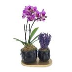Çift Dal Mini Mor Orkide & Kokulu Lavanta & Siyah Face Beton Saksıda Hediyelik Canlı Çiçek BALFLOWERDESİGN-2333